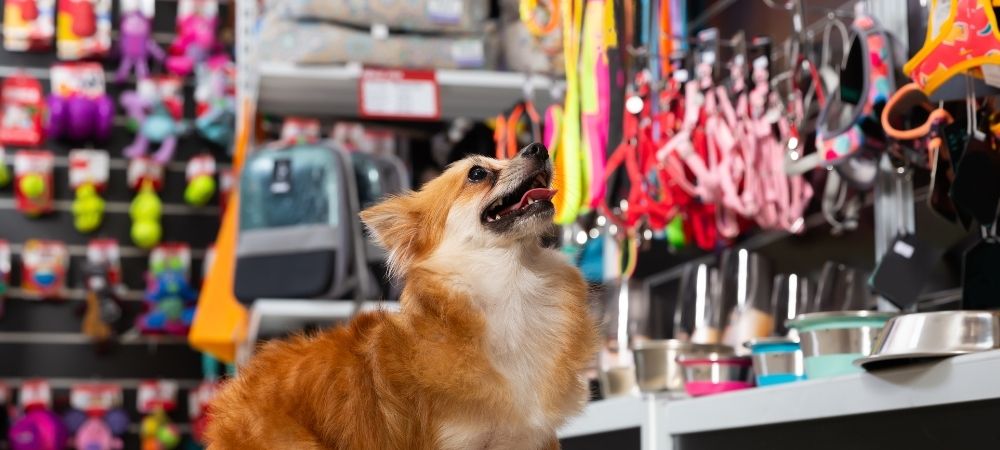 Guide To Start A Pet Shop